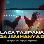 Rahasia Odds dan Jenis Ayam Sabung Ayam di SV388