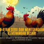 Menelisik Jenis Ayam Aduan dalam Sabung Ayam SV388