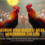 Mengenal Kehebatan Jenis Ayam Bangkok dalam Sabung Ayam SV388