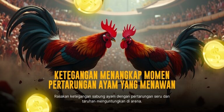 Mengenal Ayam Bangkok Unggulan di Sabung Ayam SV388