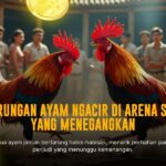 Kenali Ayam Bangkok: Raja Sabung Ayam di SV388